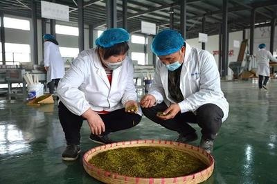 興仁 春茶飄香季，茶園開采忙