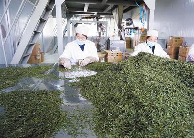 產學研融合，為茶葉加工“增色添香”
